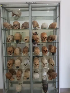 Collection Of Elongated Skulls
