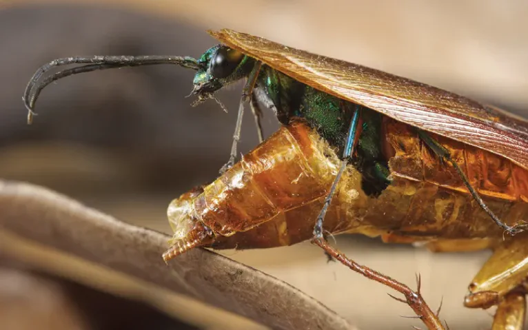 Emerald Cockroach Jewel Wasp